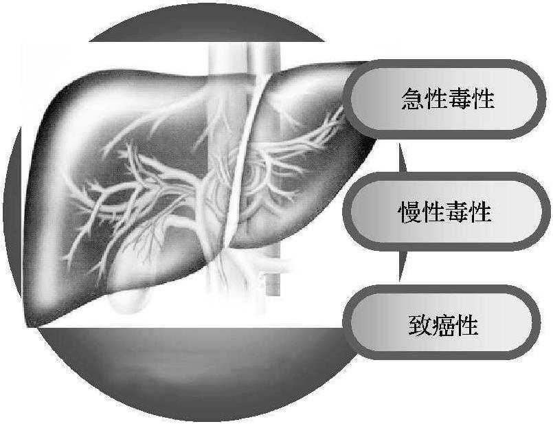 一、真菌及其毒素